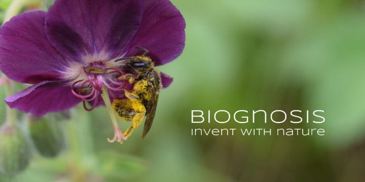 Bee in geranium, yellow with pollen, and slogan "Biognosis - Invent with Nature"