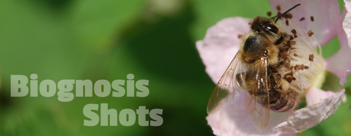 Bee in flower bud, with text "Biognosis Shots"