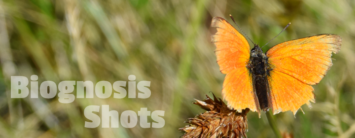 Golden butterfly on plant, with text "Biognosis Shots"