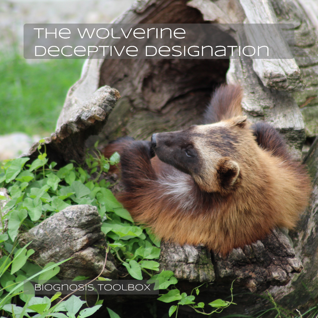 A wolverine, lazying playfully in a tree. 